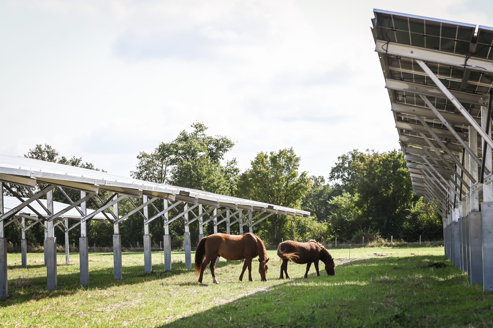 Champ solaire photovoltaïque avec chevaux